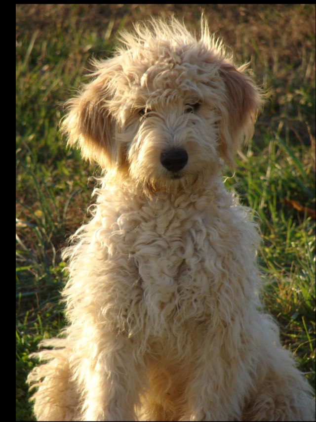 golden retriever mixed with a poodle. Golden Doodle is a dog, mixed